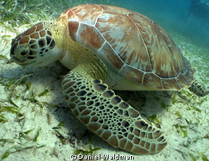 Green Turtle  Taken with Canon G12 Settings F6.3 Speed 12... by Daniel Waldman 